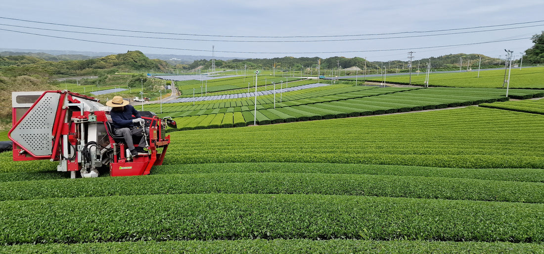 How matcha is made in Japan