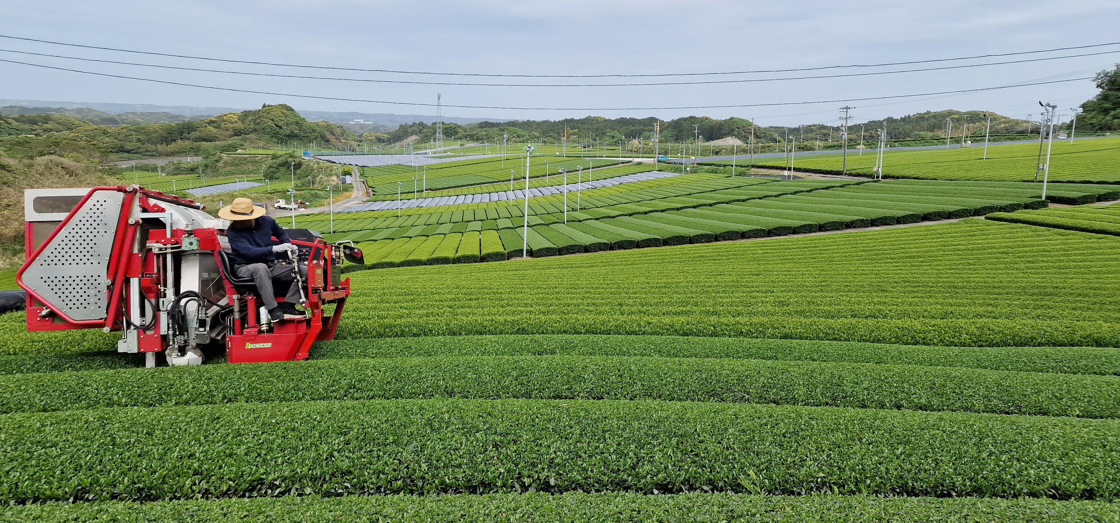 How matcha is made in Japan